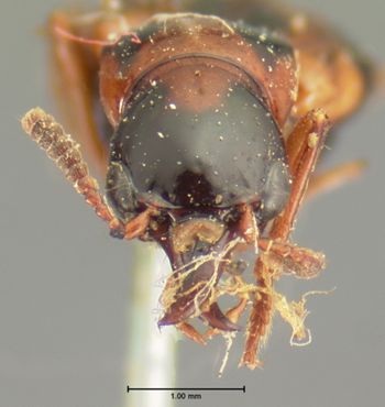 Media type: image;   Entomology 6517 Aspect: head frontal view